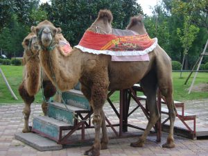 上海野生動物園のラクダ