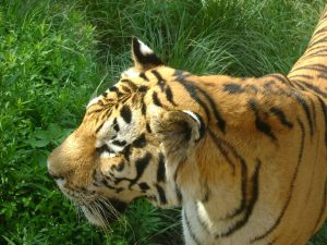 上海野生動物園のトラ